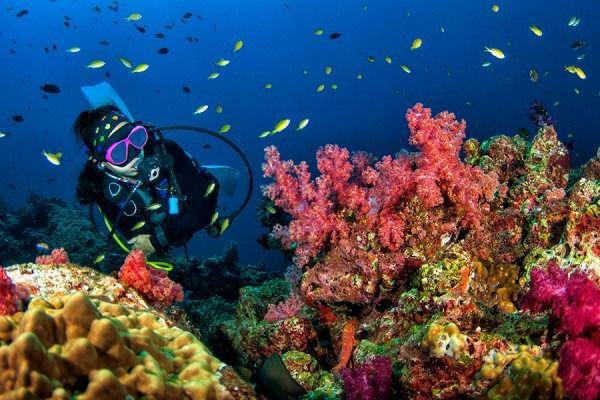 Scuba Diving in Neil Island